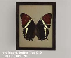 art insert, butterflies